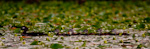 Wood Duck And Ducklings